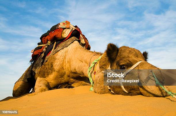 Descanse Foto de stock y más banco de imágenes de Camello - Camello, Descansar, Rajastán