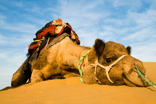 Closeup of an adult camel, green background