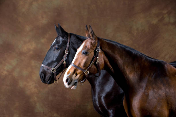 Portrait of two horses stock photo