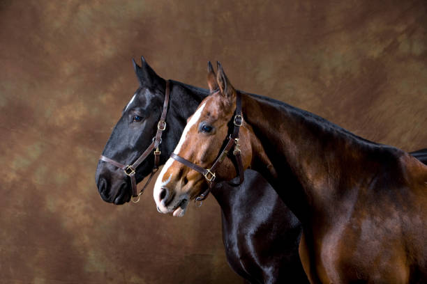 Retrato de dois cavalos - foto de acervo