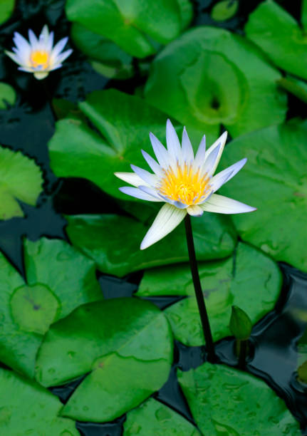 istock Water lily blooming in a pond, close-up view 1081965104