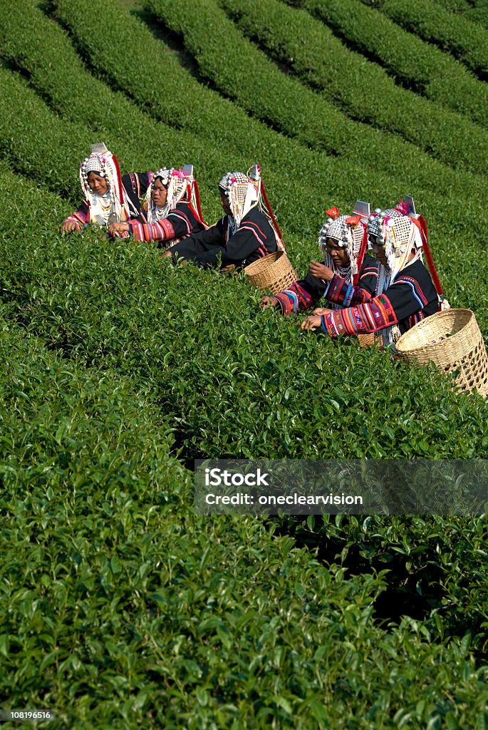 Акха чай Pickers - Стоковые фото Аборигенная культура роялти-фри