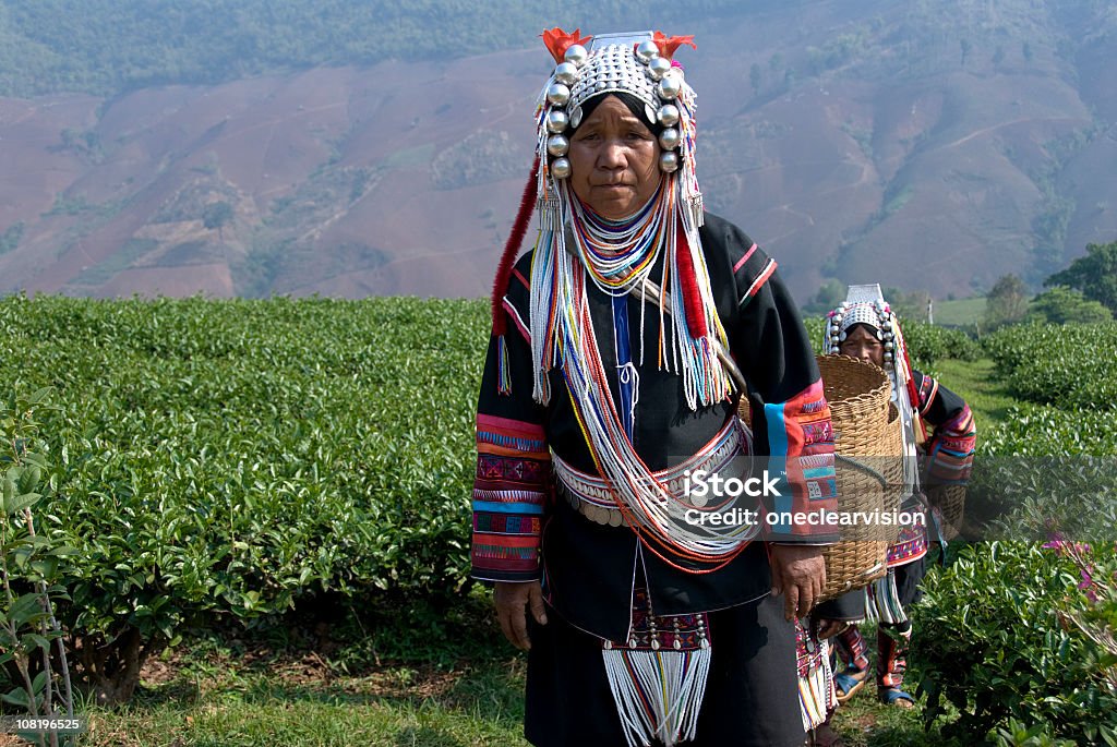 Akha Herbata Pickers - Zbiór zdjęć royalty-free (Akha)