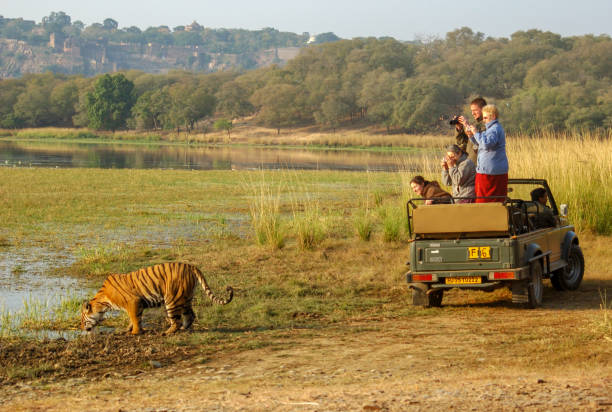 tigre visión, parque nacional de ranthambore - sighting fotografías e imágenes de stock