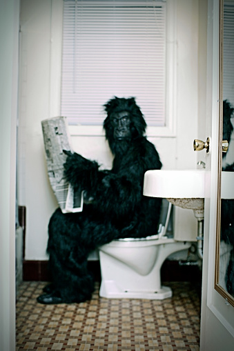 A hairy ape relieving himself on the toilet while reading the news.  Focus is intentionally not on the gorilla; rather on the door knob to the right.  Vertical with copy space.
