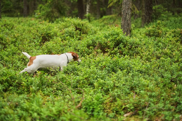 Belle, a German short hair Pointer, finding and enjoying teasing a hognose snake- lightly despeckled