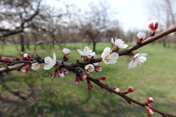 istock Bare branch of apricot tree with white flowers 1081966416