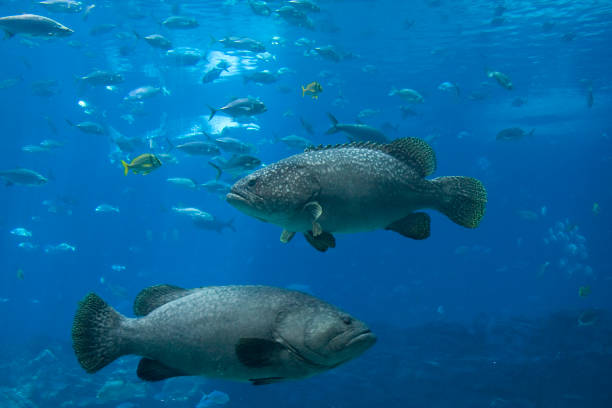istock Groupers, Whale Sharks and lots of fish 108196643
