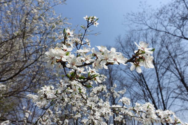 istock Blossom of Prunus cerasifera tree against blue sky 1081966708