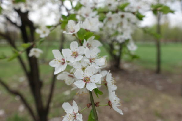 istock Small white flowers of Prunus cerasifera in spring 1081966722