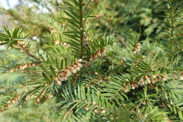 istock English yew branch with male cones in spring 1081966848