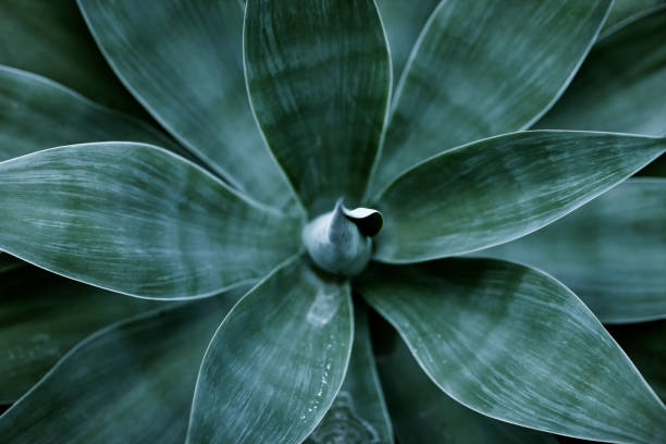 Beauty In Nature, shallow depth of field\n\n[url=/file_closeup.php?id=18104384][img]/file_thumbview_approve.php?size=2&id=18104384[/img][/url]\n\n[url=http://www.istockphoto.com/my_lightbox_contents.php?lightboxID=11366413#12f7cf0a][img]http://goldhafen.de/istock/lz.jpg[/img] [/url]