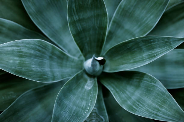 Top view of agave plant leaves Beauty In Nature, shallow depth of field

[url=/file_closeup.php?id=18104384][img]/file_thumbview_approve.php?size=2&id=18104384[/img][/url]

[url=http://www.istockphoto.com/my_lightbox_contents.php?lightboxID=11366413#12f7cf0a][img]http://goldhafen.de/istock/lz.jpg[/img] [/url] agave plant photos stock pictures, royalty-free photos & images