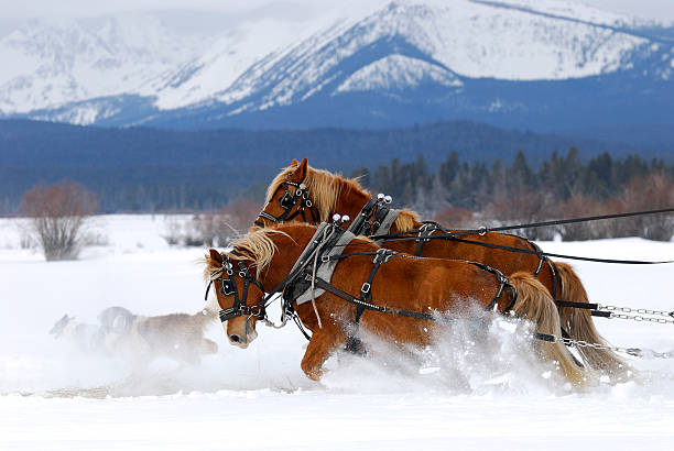 pferde hart arbeiten zusammen - working horse stock-fotos und bilder