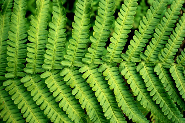 istock Fresh grean fern leaf in the forest background 1081973912