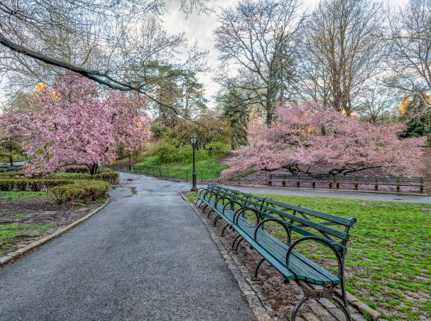 istock Central Park, New York City in spring 1081975976