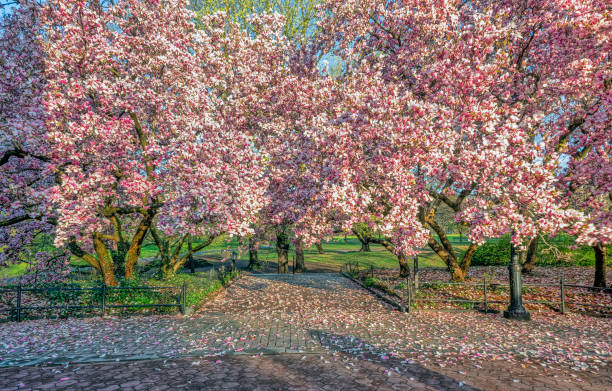 istock Saucer Magnolia in early spring 1081976122