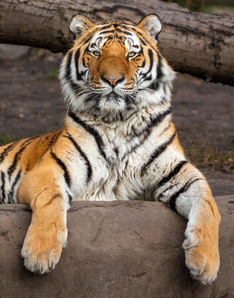 istock Relaxed adult Siberian tiger (Panthera tigris altaica) 1081976138
