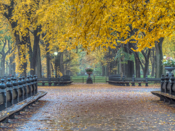 istock Central Park Mall foggy day 1081976390