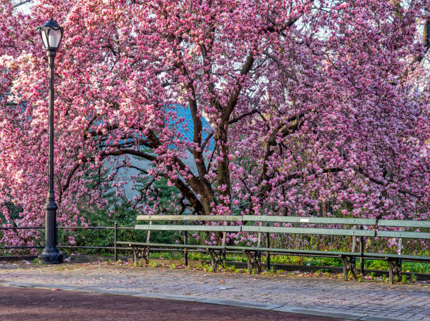 istock Saucer Magnolia in early spring 1081976616