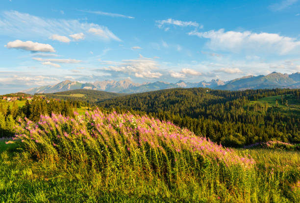 istock Summer mountain country view 1081977116