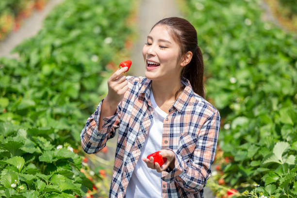 istock Strawberry Picking Woman 1081977176