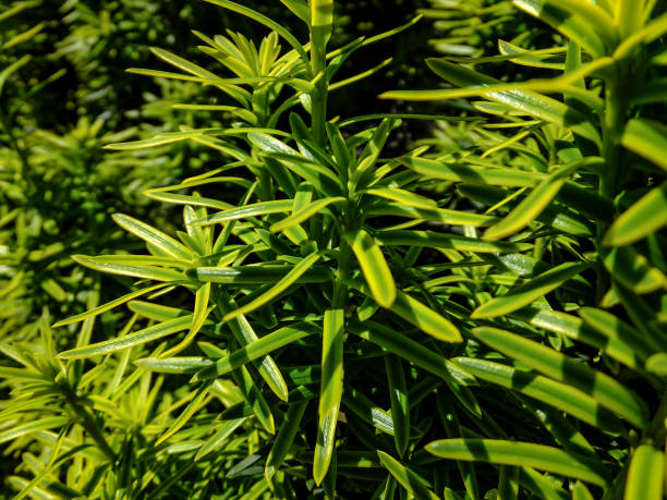 Vertical dark green with yellow stripes branches of yew Taxus baccata Fastigiata Aurea in the open air. Selective focus. Vertical dark green with yellow stripes branches of yew Taxus baccata Fastigiata Aurea in the open air. Selective focus. Nature concept for design taxus baccata fastigiata stock pictures, royalty-free photos & images