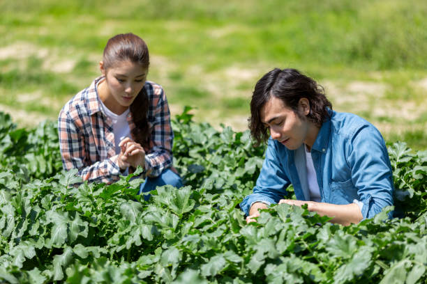 istock Men and women squatting in radish fields 1081978788