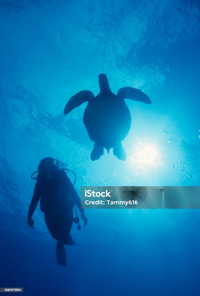 Magia azul - Foto de stock de Arrecife - Fenómeno natural libre de derechos