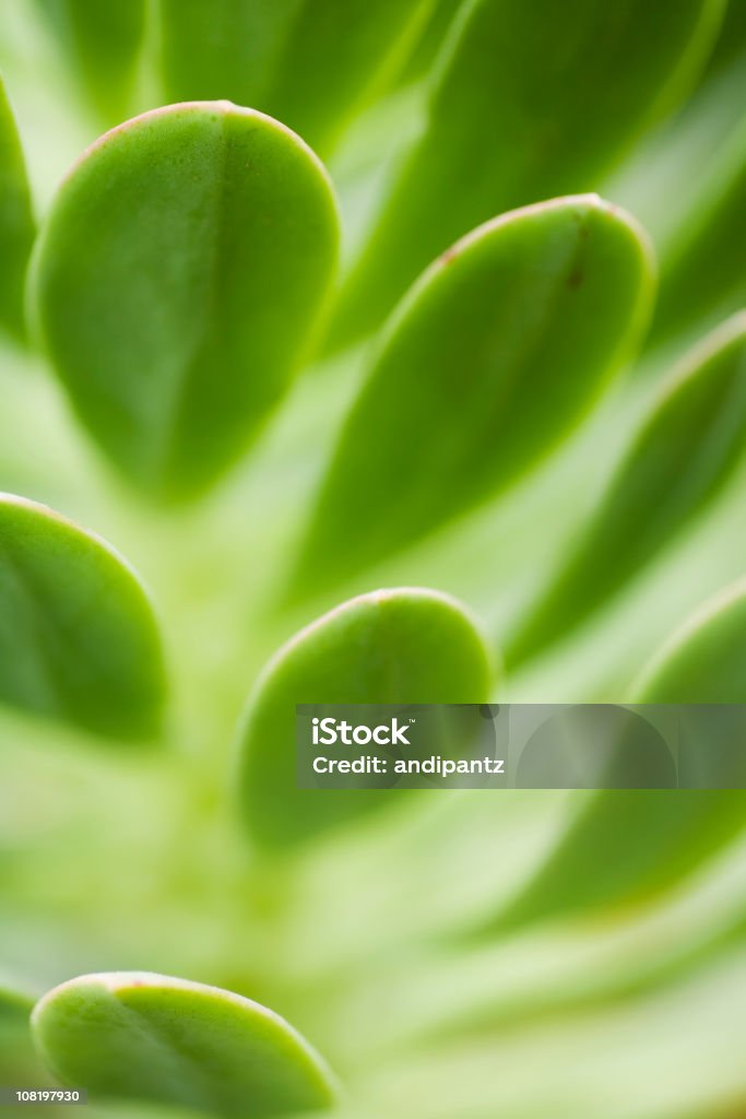 Weiche Grün Nahaufnahme der Sukkulente Blätter - Lizenzfrei Abstrakt Stock-Foto