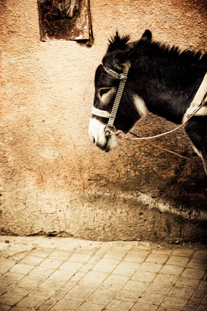 Donkey in the Medina in Marrakesh.