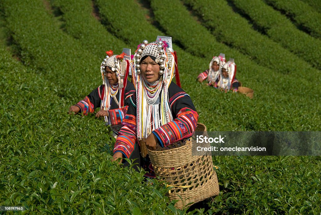 Akha Herbata Pickers - Zbiór zdjęć royalty-free (Mjanma)