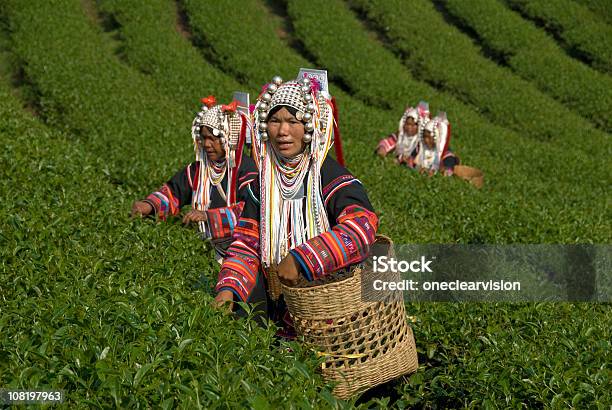 Akha Herbata Pickers - zdjęcia stockowe i więcej obrazów Mjanma - Mjanma, Wietnam, Laos