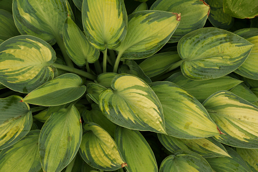 Hosta sieboldiana 'Samurai' with huge, thick blue wide green leaves with irregular yellow margins flowering with white flowers in the garden in bright sunlight