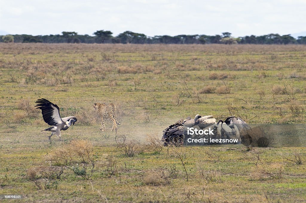 Cheetah Kills and Vultures Swarm  Africa Stock Photo