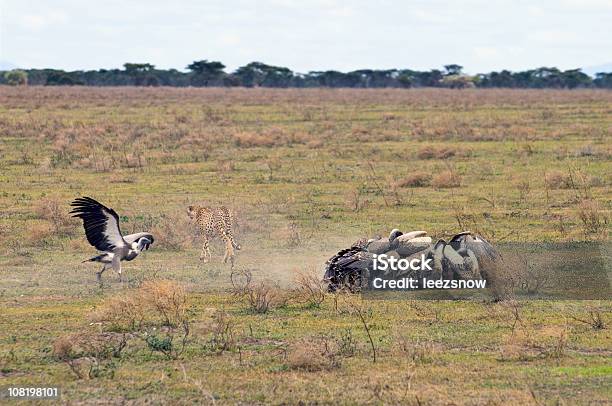 Cheetah Kills And Vultures Swarm Stock Photo - Download Image Now - Africa, Life Cycle, Three Animals