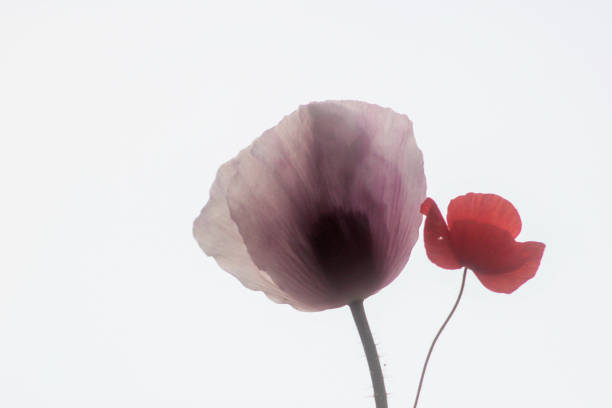 istock purple poppies field background 1081982268