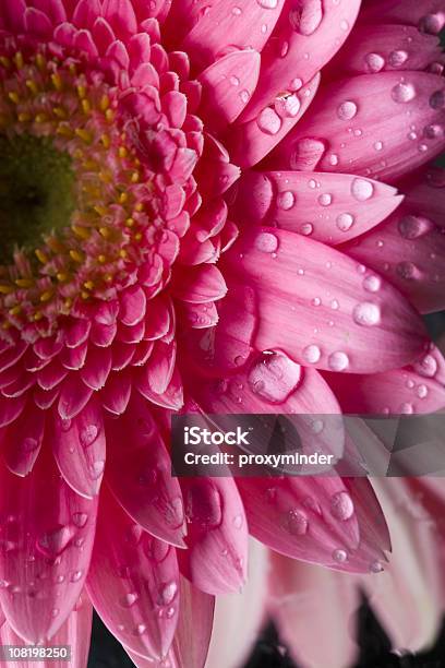 Pink Gerber Daisy Stock Photo - Download Image Now - Gerbera Daisy, Beauty In Nature, Color Image