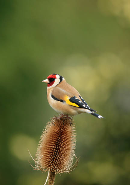 die goldfinch sich auf karde - stieglitz stock-fotos und bilder