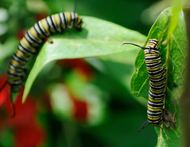 istock Close-up of Two Caterpillars Crawling on Leaves 108198275