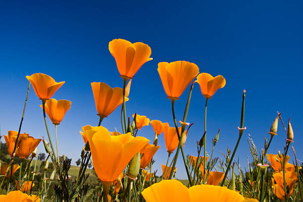 California Poppies – Foto