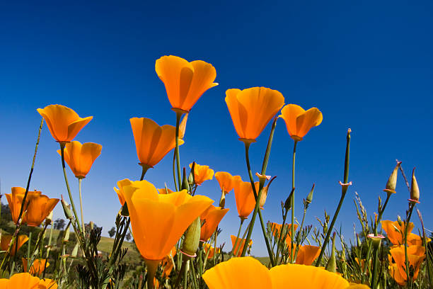 california poppies - poppy field flower california golden poppy foto e immagini stock
