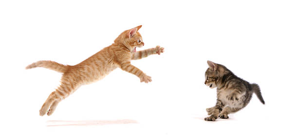 kociak ataku! - images of cats zdjęcia i obrazy z banku zdjęć