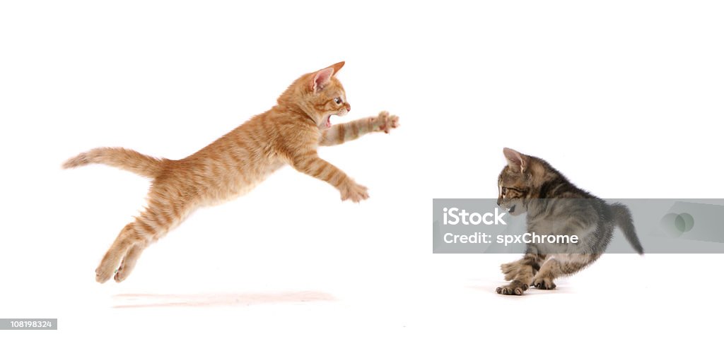 Filhote de Gato ataque! - Royalty-free Gato domesticado Foto de stock