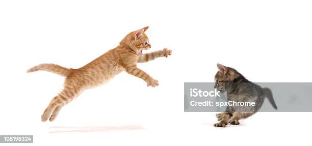 Foto de Salto Kitten Ataque e mais fotos de stock de Gato doméstico - Gato doméstico, Fundo Branco, Pular