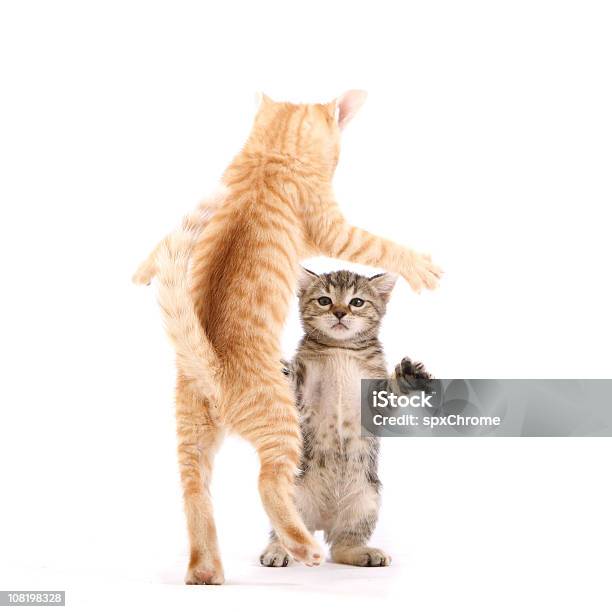 댄스 고양이 애완고양이에 대한 스톡 사진 및 기타 이미지 - 애완고양이, 싸우기, 춤