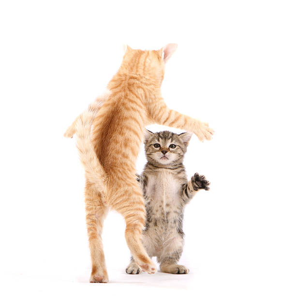 танец cats - cat fight стоковые фото и изображения
