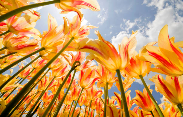 llama olímpica tulipanes - equinoccio de primavera fotografías e imágenes de stock