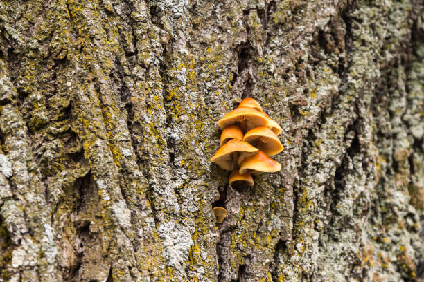 istock Mushrooms and moss growing on a tree 1081985394