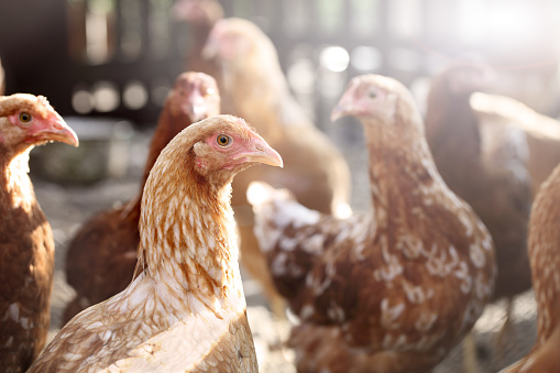 Flock of egg laying domestic hens with brown feathers standing on floor of poultry farm shed with cages in daylight against blurred reflecting background